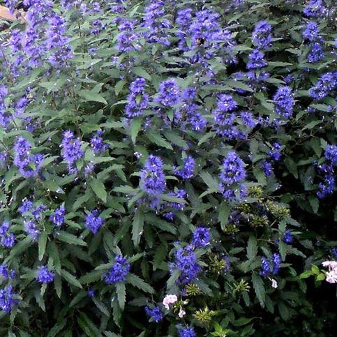 Caryopteris clandonensis ‘Blue Balloon’ 3L 5023242392103